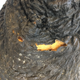 This is the upper body Godzilla costume. Perhaps since Toho actually allowed visitors to put it on their head, the wear and tear are definitely more apparent. It shows how the rubber can degrade over time.